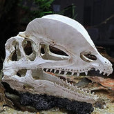 Dinosaur Skull Head Decor